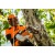 Аккумуляторная пила Stihl MSA 161 T-10" (без аккумулятора и зарядного устройства) в Вологде