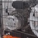 Компрессор поршневой Patriot Remeza СБ 4/С-100 LB 30 A в Вологде